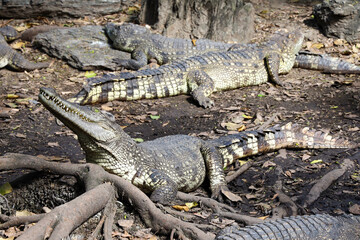 Close up crocodile is sleep and rest in garden