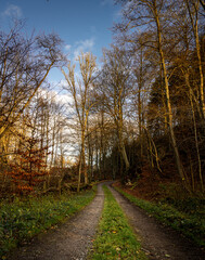 Naklejka premium A road through an autumn forest adorn in golden colors. Picture from the Fyle valley, Scania county, Sweden