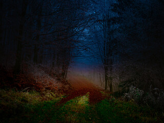 Obraz premium Mysterious foggy forest covered with rime in late autumn