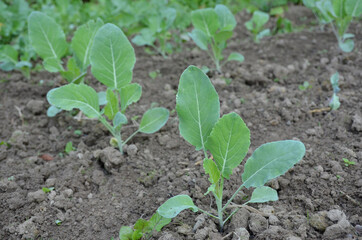 bunch the ripe green cauliflower plant seedlings in the garden.