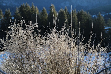 Bush with ice under the light of sun