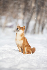 cute and happy shiba inu puppy sitting in the forest in winter. Beautiful red Japanese shiba inu female dog on the snow