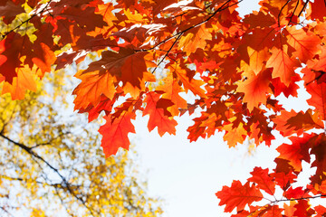 Fototapeta na wymiar Autumn leaves background. Red oak tree branch with colorful yellow orange brown leaves. Beautiful foliage, seasonal fall wallpaper.