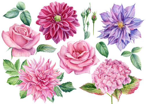 Set of flowers dahlia, rose, clematis, hydrangea, watercolor botanical illustration