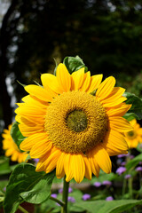 Close-up of a sunflower under the sun rays in a public park