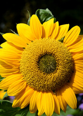 Obraz premium Close-up of a sunflower under the sun rays in a public park