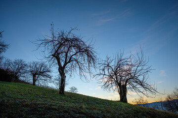 Fototapeta na wymiar Old fruit trees in a meadow in winter dawn