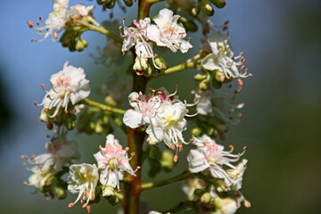 flower in Germany on a sunny day