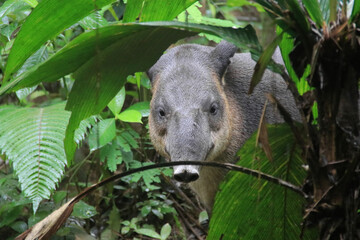 Tapir in the rainforest of Costa Rica looking between green plants