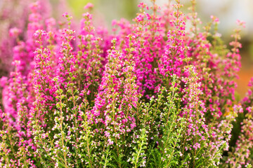 Pink wild flowers meadow. Tender landscape flowering Erica tetralix small purple lilac plants, shallow depth of field, selective focus photography - obrazy, fototapety, plakaty