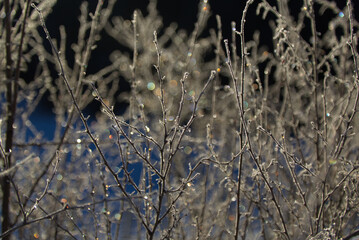 Bush with ice under the light of sun