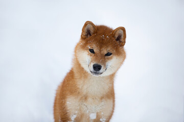 Portrait of Beautiful and young Shiba Inu Dog in the winter on snow background