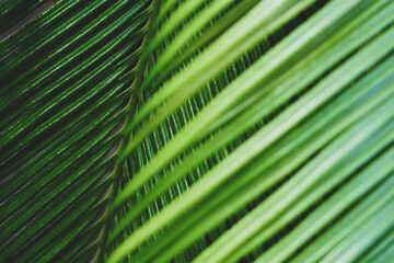 Background with palm leaves. Selective focus.