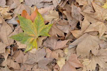 
ground full of dry leaves with a green leaf on top