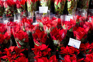 Christmas flower poinsettia for sale at flowers market. Group of oinsettia in flower pots on a winter day. house plants as a gift for christmas holiday.