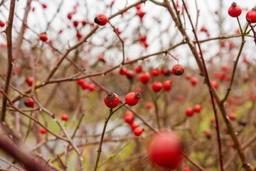 red berries 