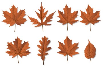 Colorful autumn leaves set, isolated on white background. Simple cartoon flat style, vector.