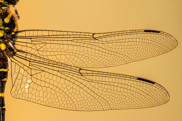 Alas de libélula
