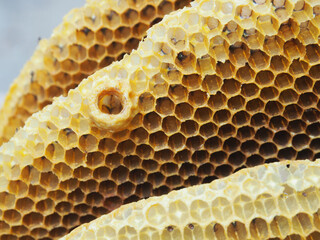 honey bee honey hexagon local product fresh 