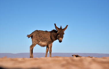 Ein Esel in der Wüste