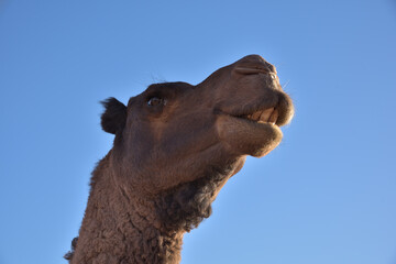 Ein Kamel in der W&uuml;ste zeigt seine Z&auml;hne