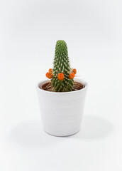 Small beehive cactus in a white pot