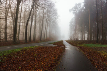 road in the fog with high trees in winter