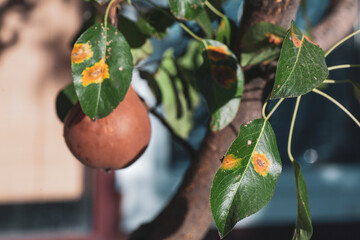 Pear leaves with pear rust infestation
