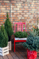 Yard house decorated for Xmas. Xmas decorated house terrace. Porch home in Christmas trees and with chairs. Winter terrace of house with wall red brick. Live christmas tree: fir, pine, spruce in pots	