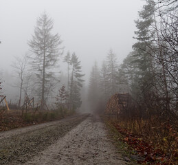 Fototapeta na wymiar At a walk into jenaer forest at heavy fog