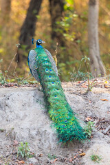 Obraz premium Indian peafowl (Pavo cristatus), also known as the common peafowl, sitting on a dam at a waterhole in Kanha National Park in India