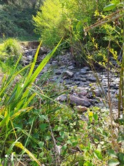 nature view from below