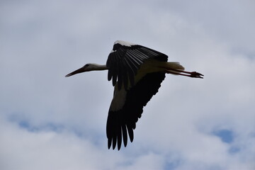 stork in flight