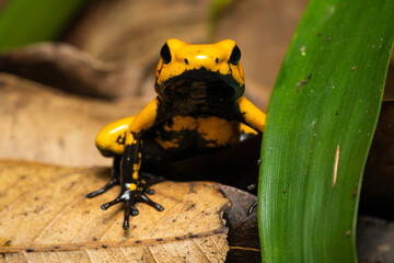 Closeup of a rare Golden poison frog with a lot of black markings