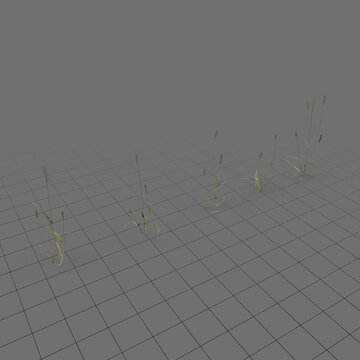 Pigeon grass
