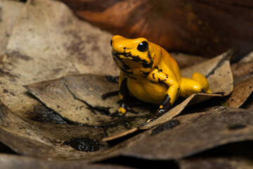 Closeup of a golden poison frog sitting on leaf litter