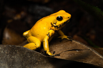 Closeup of a golden poison frog sitting on leaf litter