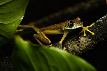 Closeup of a lemur leaf frog on a plant