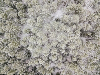 Aerial view of a snow-covered evergreen forest after a snowfall. Tops of coniferous trees in the snow, view from a drone.