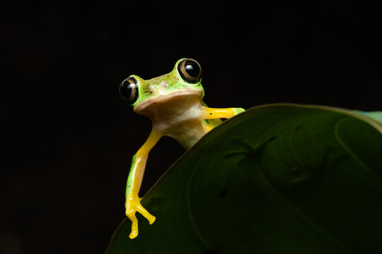 Closeup of a lemur leaf frog on a plant