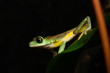 Closeup of a lemur leaf frog on a plant