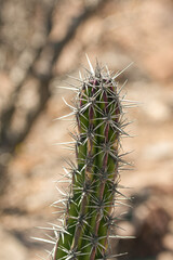 Cactus in Baja California, Mexico