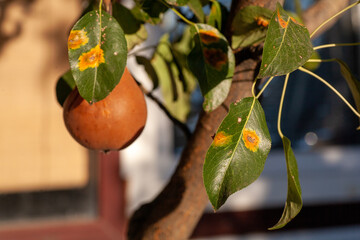 Pear leaves with pear rust infestation