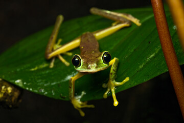 Closeup of a lemur leaf frog on a plant