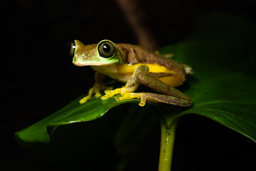 Closeup of a lemur leaf frog on a plant