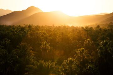 Beautiful sunset over palm trees
