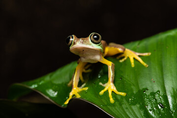 Closeup of a lemur leaf frog on a plant