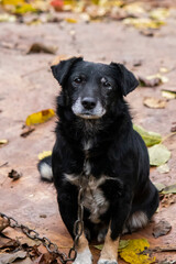 Portrait of an old dog tied to a chain and looking with pitying eyes at the camera among the fallen leaves.