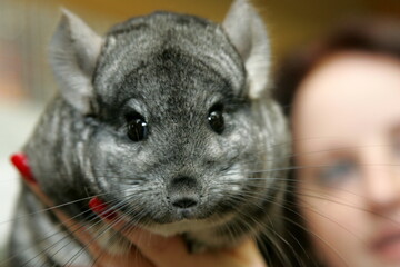 A small gray chinchilla sits on the human hands