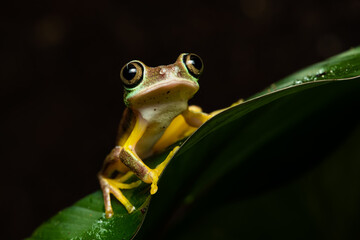 Closeup of a lemur leaf frog on a plant © Thorsten Spoerlein